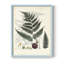 Collection de fougères VI, reproduction encadrée - bois massif-100615524-100615523