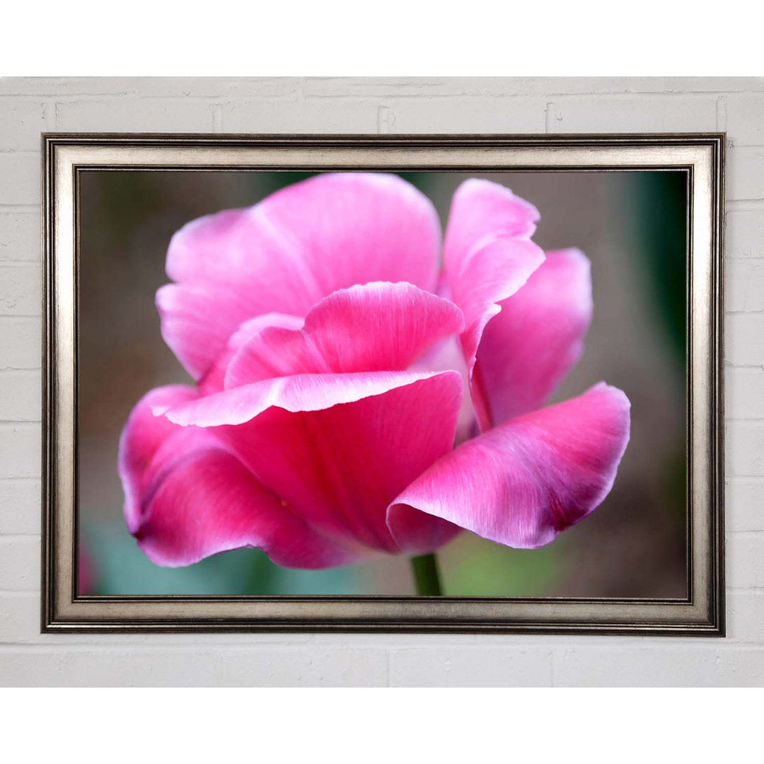 Pink Ruffle Petals - Einzelner Bilderrahmen Kunstdrucke