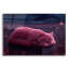  «Sleepy Cat» par Ann Klee, art mural en verre acrylique, 36 po x 24 po-792485551