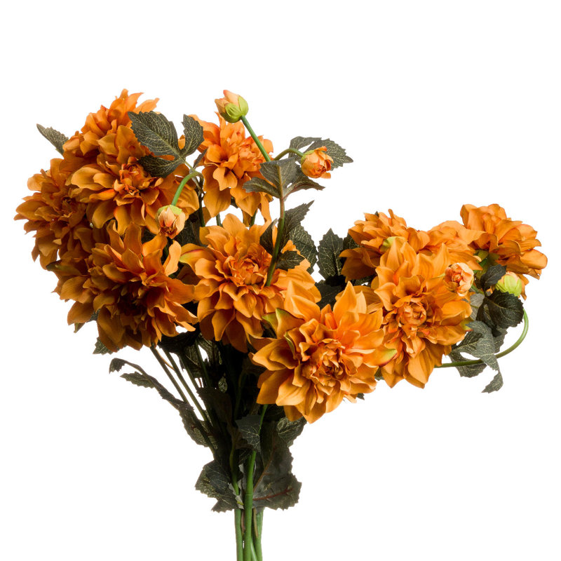 Anastasija Arrangement