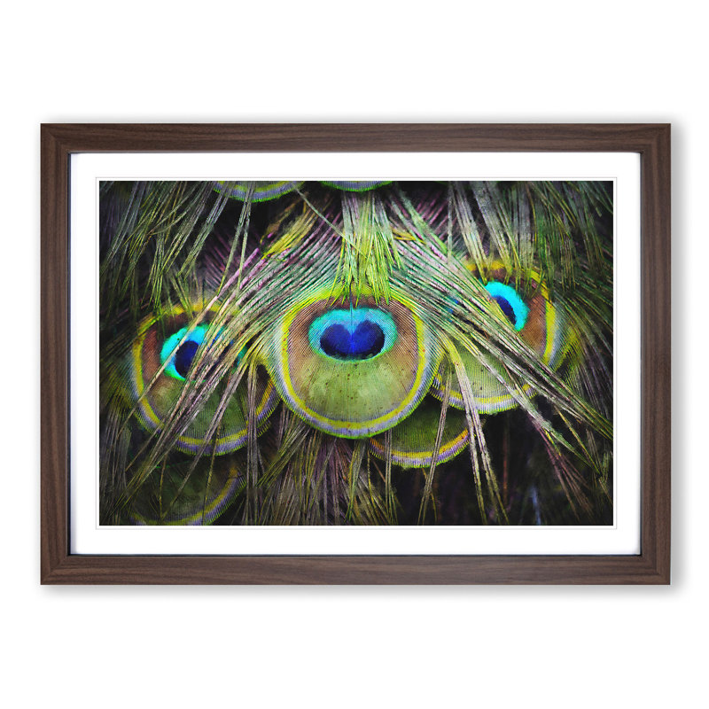 Peacock Feathers - Picture Frame Graphic Art Print, 33cm H x 45cm W x 2cm D, Walnut