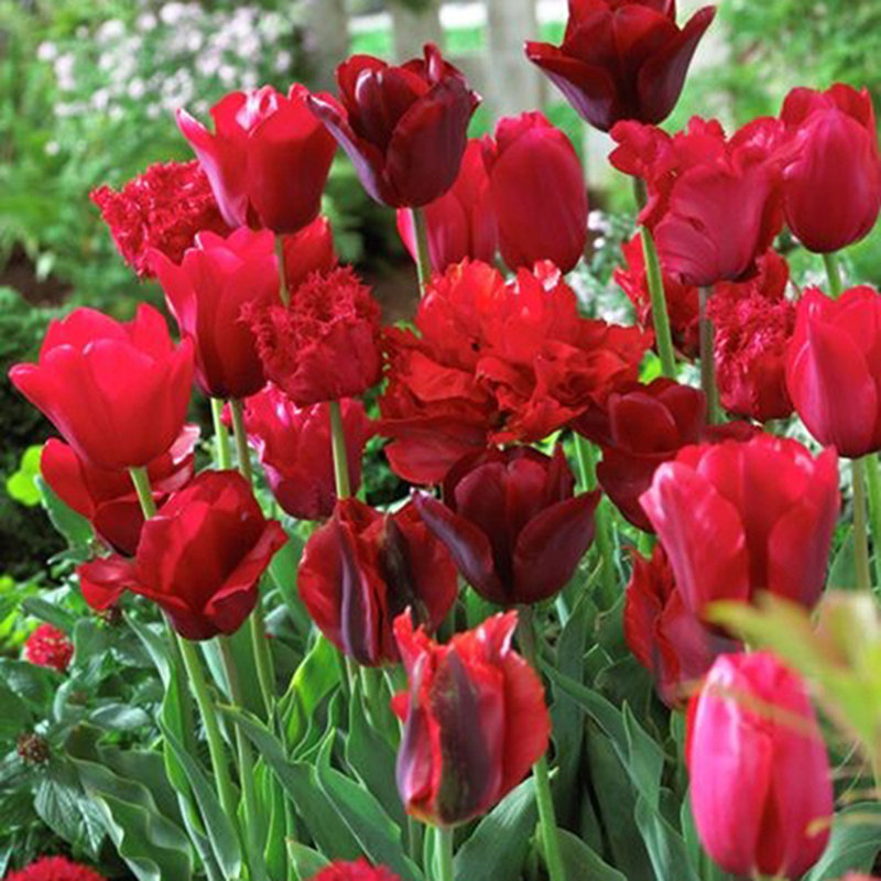 Tulips NonStop Bulb