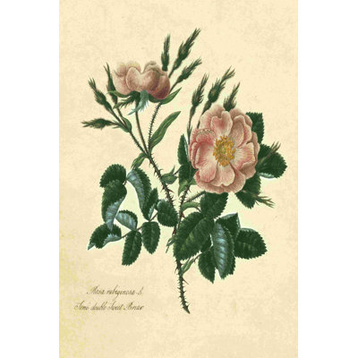 Sweet Briar Rose