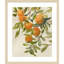 «Branch of Oranges I» par Jacob q, impression sur bois encadrée-100671908