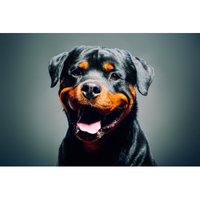 Beautiful Dog by Millann