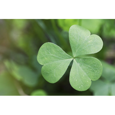 Kyreem " Shamrock " by Saigeyves