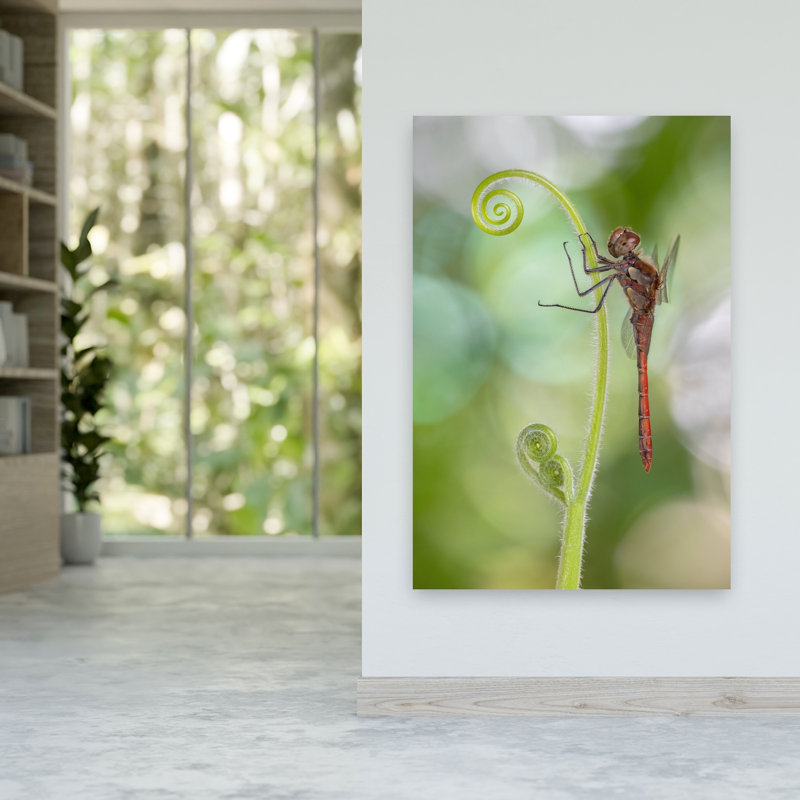 Delicate Dragonfly Spiral Delicate Peaceful Serene Dragonfly Nature Plant Wall Art Print 1 Piece Wrapped Canvas Wall Art