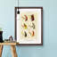 Lake Fishing Flies Version 7 by Mary Orvis Marbury - Framed Print-55765515-55765518