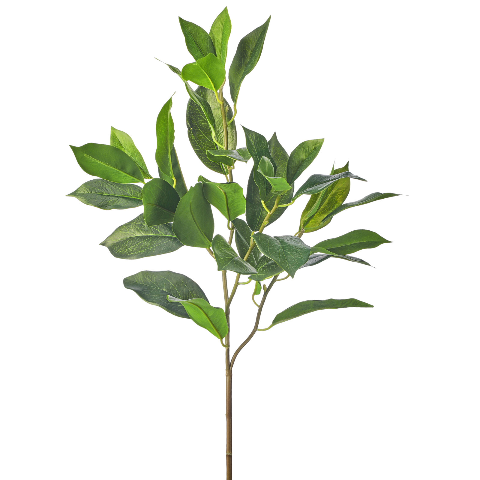 Lemon Leaf Stems