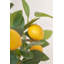 Faux citronnier en pot 47 po