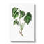 Poison Ivy Illustration - Wrapped Canvas-55322658