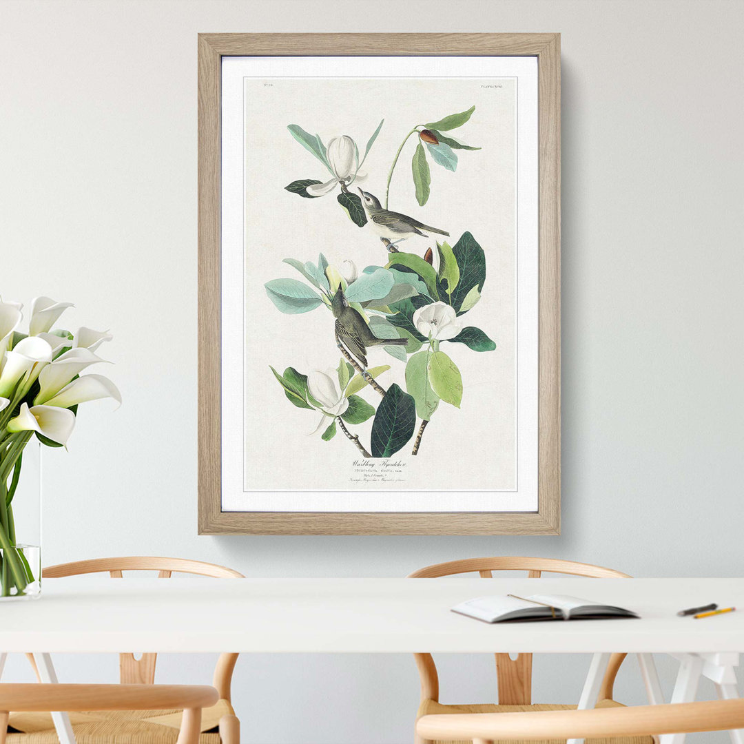 Warbling Flycatcher Birds by John Audubon - Framed Print