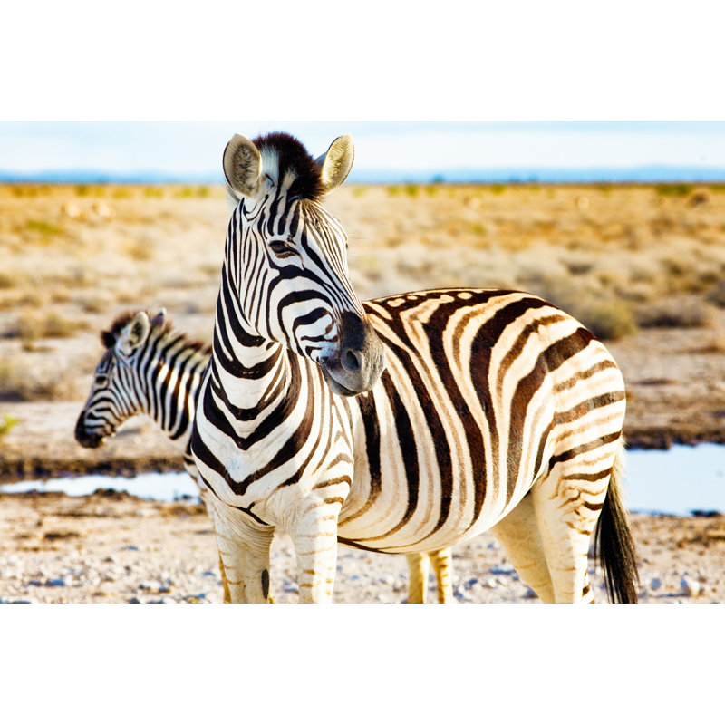 Zebras In Namibian by NicolasMcComber - Wrapped Canvas Print, 81cm H x 122cm W x 3.8cm D