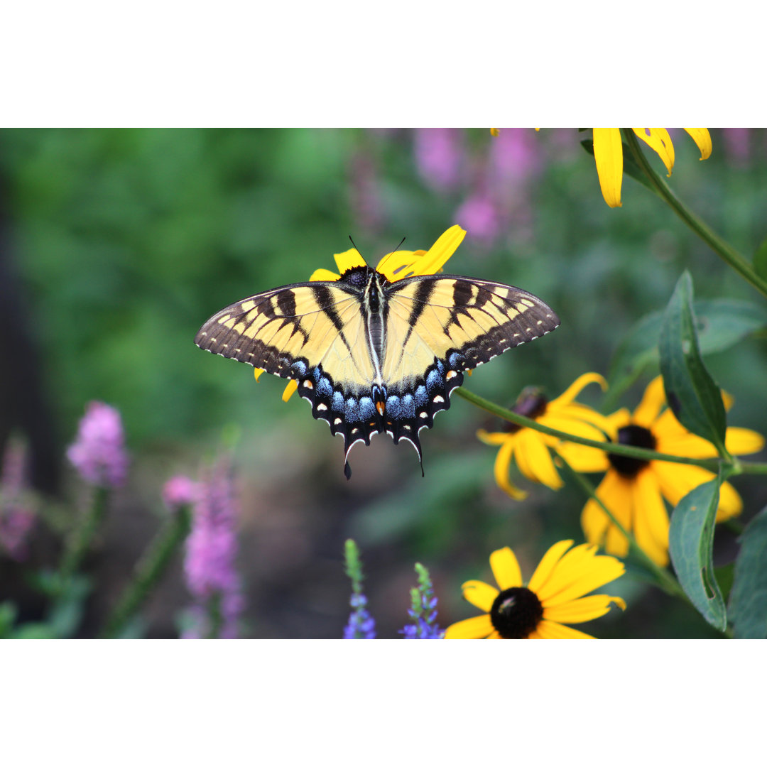 Östlicher Tigerschwalbenschwanz Schmetterling - Leinwandbild