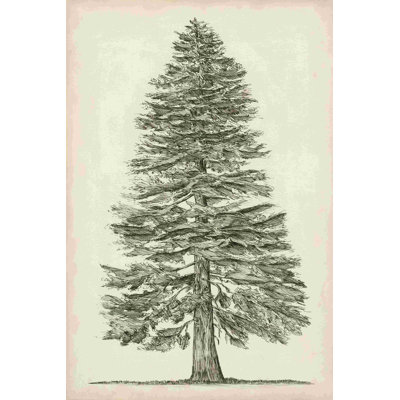 Croquis de l'arbre Pacific Northwest I