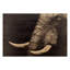 « éléphant », impression sur bois