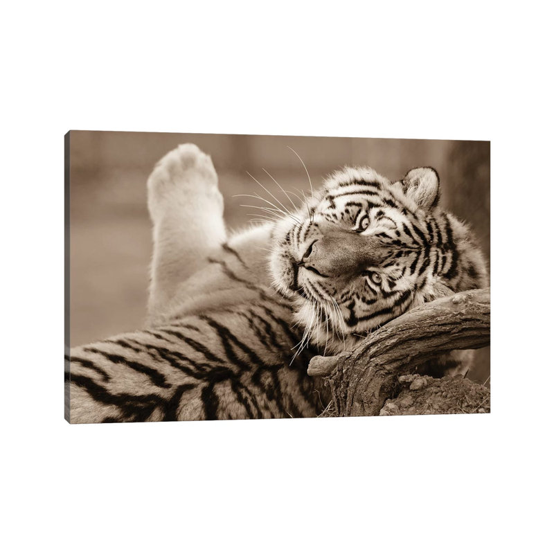 Tiger III by Goran Anastasovski - Wrapped Canvas Print, 30.48 cm H x 45.72 cm W