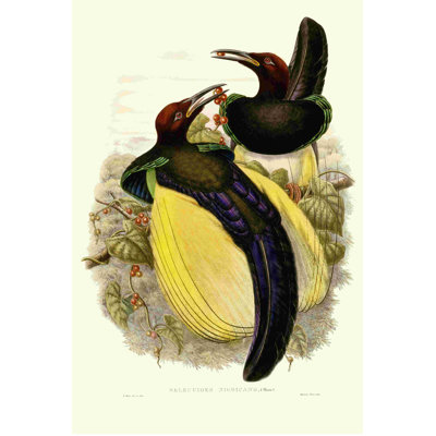 Gould, oiseau du paradis IV