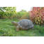 Turtle Statue