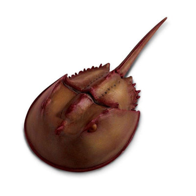 Crabe en fer à cheval