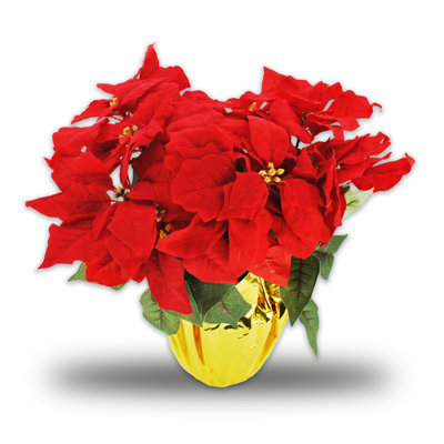 Poinsettia Arrangement in Pot