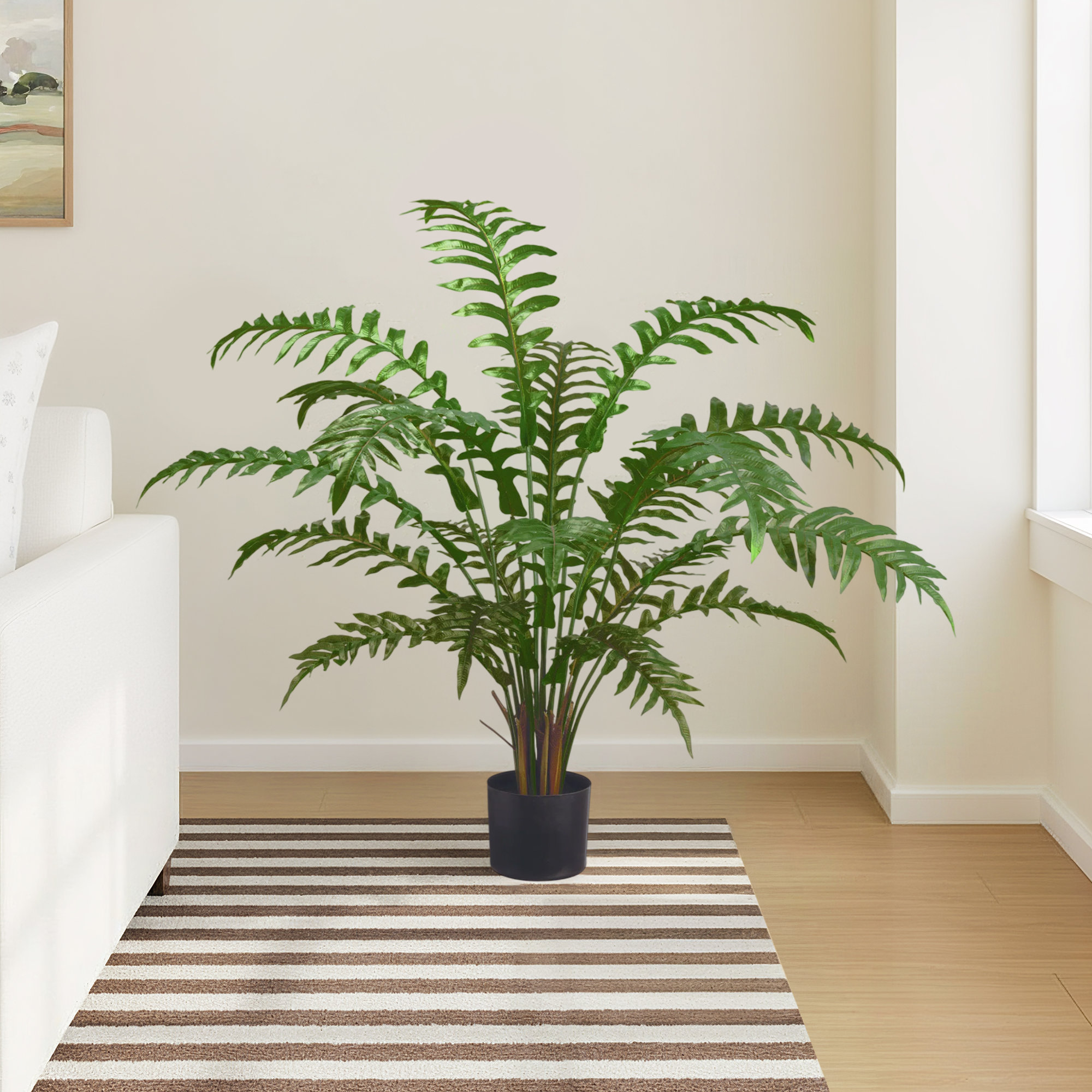 Elspeth Fern Plant