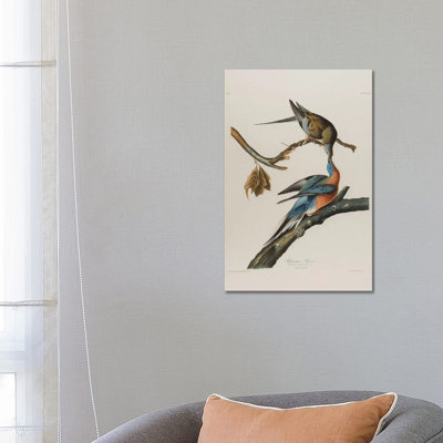 Passenger Pigeon, 1827-1838 by John James Audubon - Wrapped Canvas Gallery-Wrapped Canvas Giclée