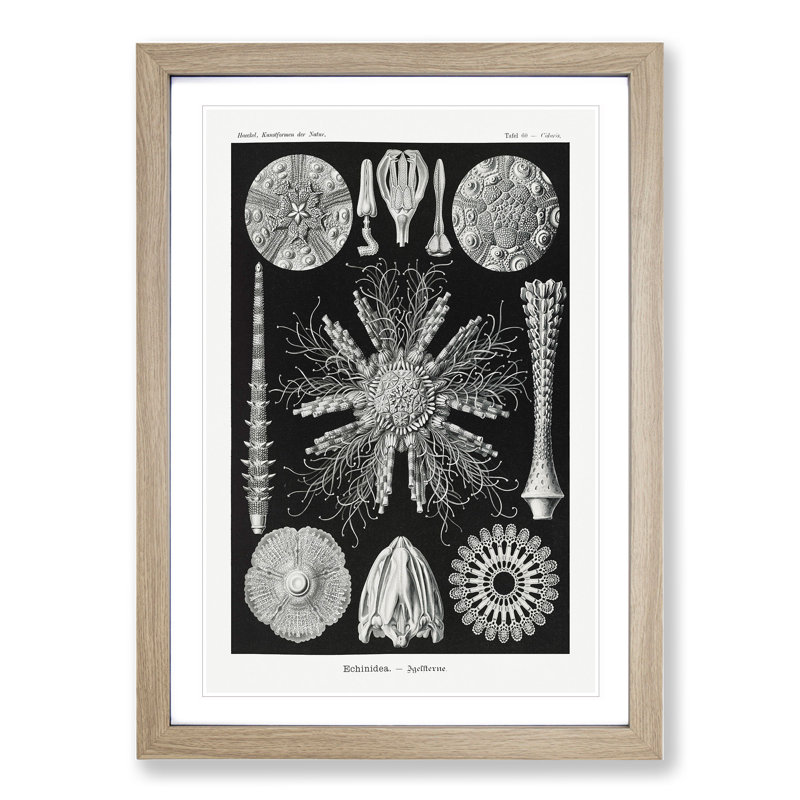 Echinoida Sea Urchin Vol.2 by Ernst Haeckel - Picture Frame Graphic Art, 36cm H x 27cm W x 2cm D, Oak Framed