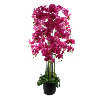 Anneus 150cm Plant