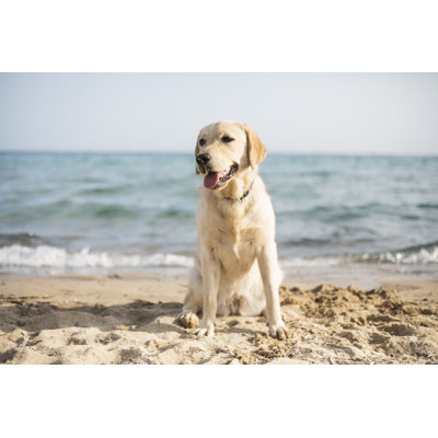 Dog at the beach 960020716
