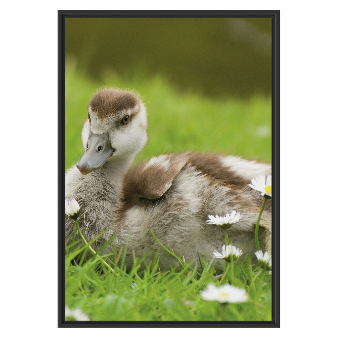 Gerahmtes Wandbild Enten auf Wiese