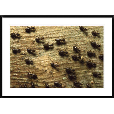 " Termite Group On Wood With One Carrying Debris, Borneo "