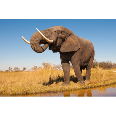 " Elephant "