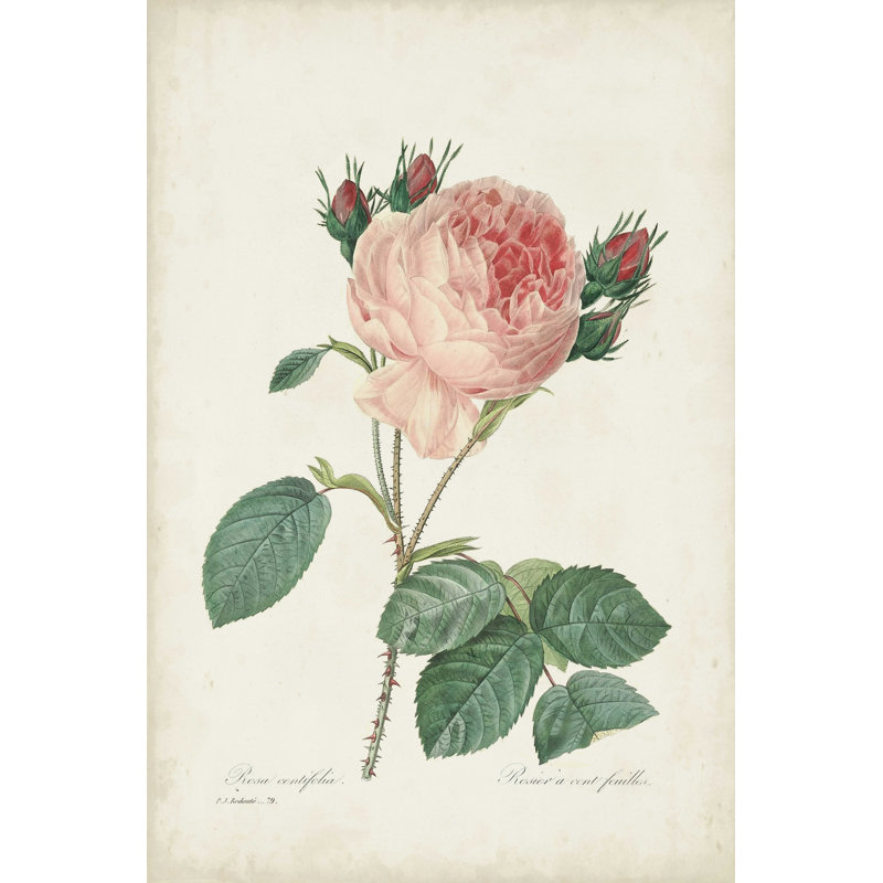 Rétro roses V rétro, H 30 po x l 20 po