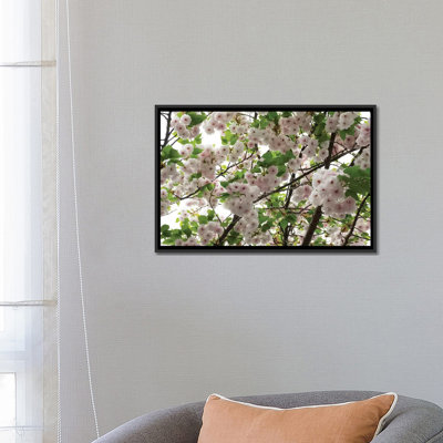 " Close-Up Of Cherry Blossom Flowers, Harajuku, Meiji Shrine, Tokyo, Japan " by Panoramic Images
