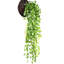 35,4 po plante de feuilles de patates douces
