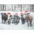 Curious Christmas Cows Print On Canvas
