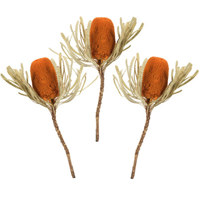 12" Jumbo Banksia Flower with Stem Dried