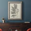 «Antique Black & White Botanical V», reproduction de cadre photo sur toile-1328441104