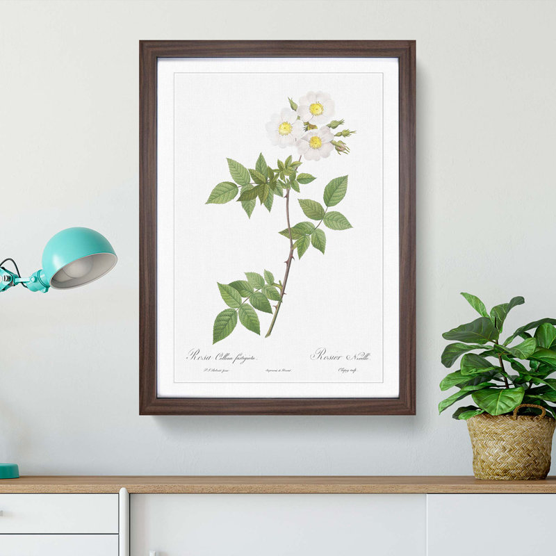 White Collina Rose by Pierre-Joseph Redoute - Picture Frame Art Prints, Walnut Framed, 48cm H x 36cm W x 2cm D