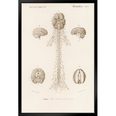 Illustration du cerveau humain par Stanley Print House - on