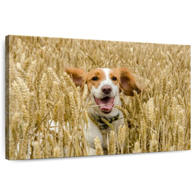 Happy Cocker Spaniel