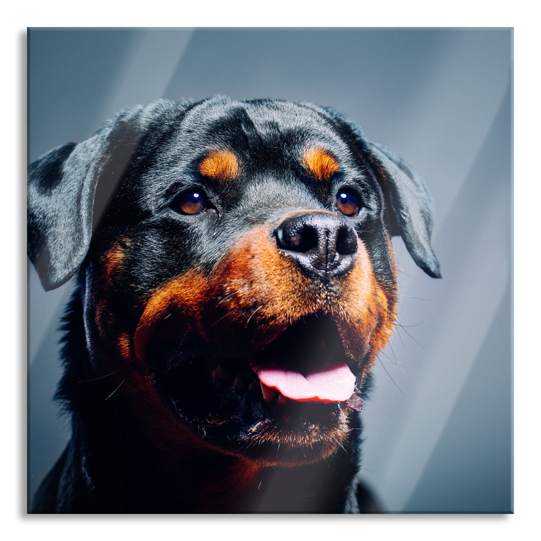 Glasbild Treuer Rottweiler