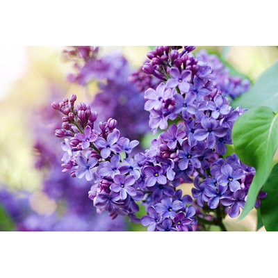 Blossoming Lilac - Wrapped Canvas Print