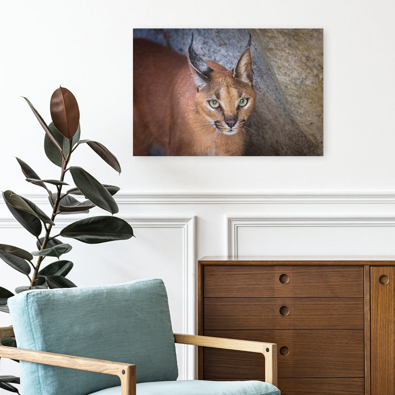 Caracal'S Watchful Gaze Contemporary Cat Wall Art Print, 16" H x 24" W
