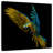 Crowle Wild Macaw-109399753