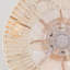Ventilateurs de plafond en corde de 20 po avec télécommande, ventilateur encastré avec éclairage, ventilateur de plafond à profil bas à 6 vitesses à courant continu pour la chambre du salon. - AMPOULES NON INCLUSES