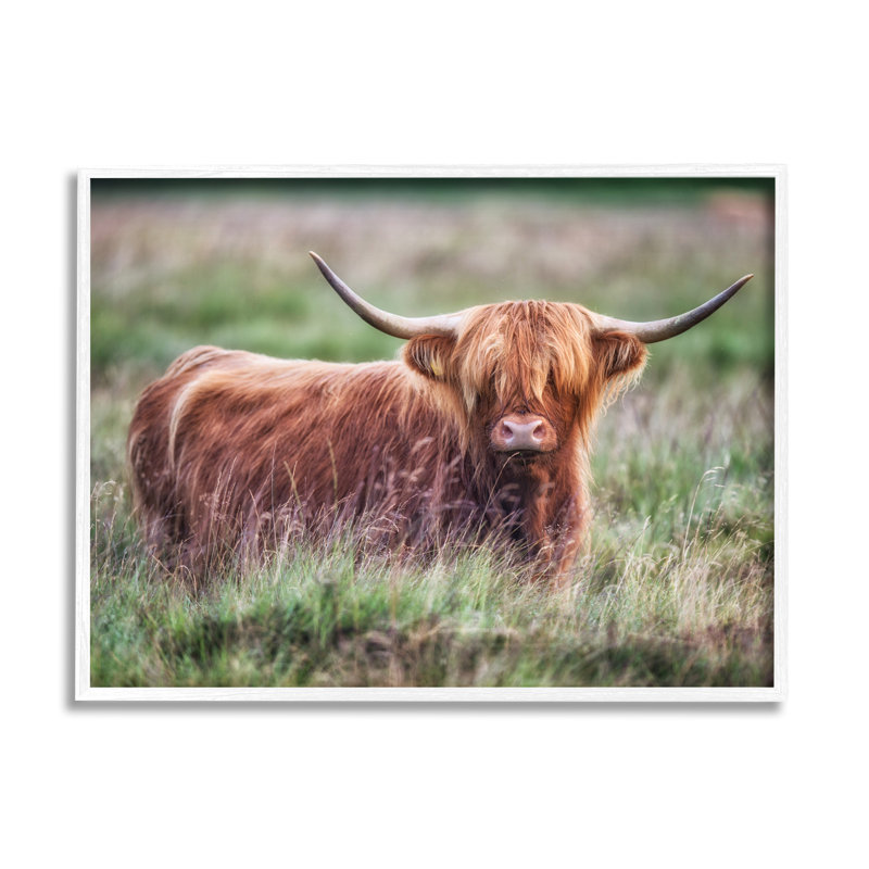Highland Longhorn, bovins, pâturages, campagne, prairies, par James Dobson - Photographie flottante sur bois