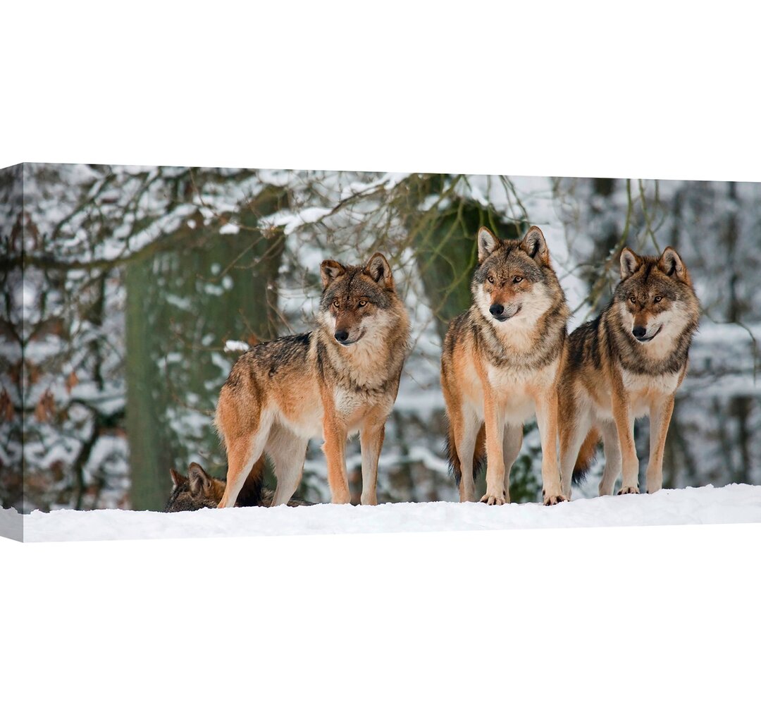 Leinwandbild Wölfe im Schnee, Deutschland