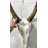 Tieanna Waterbuck Antelope Skull